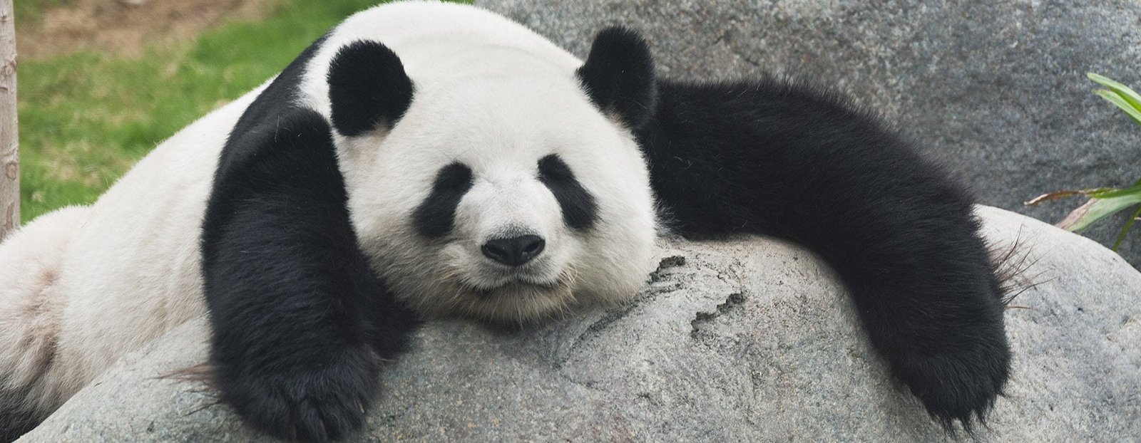 The 3 Major Targets of Google’s Panda 4.0 Update